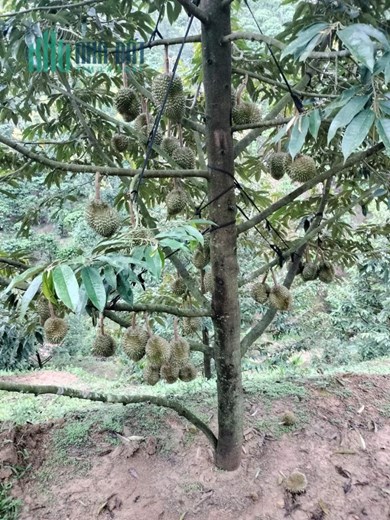 Chính Chủ Cần Bán Đât CLN 8.000m2 Tại Xã Rô Men – Huyện Đam Rông – Tỉnh Lâm Đồng.