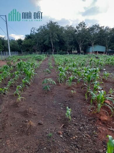 Ra Gấp Lô Đất 1500m2 Thuộc Thôn 6, Xã Long Hà, Huyện Phú Riềng, Tỉnh Bình Phước