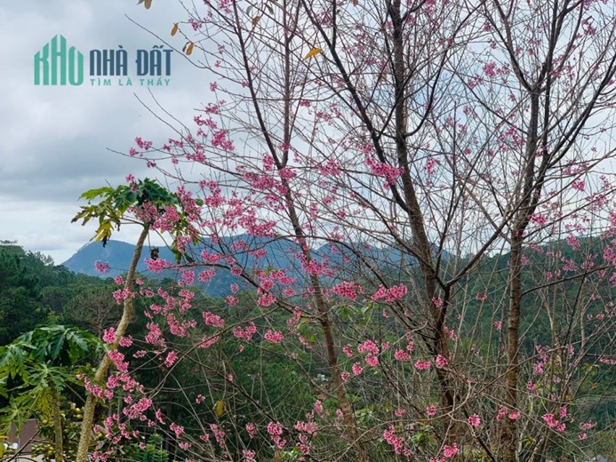 Bán Biệt Thự View Rừng Thông - Mặt Tiền Đường Hoàng Hoa Thám P10 Đà Lạt