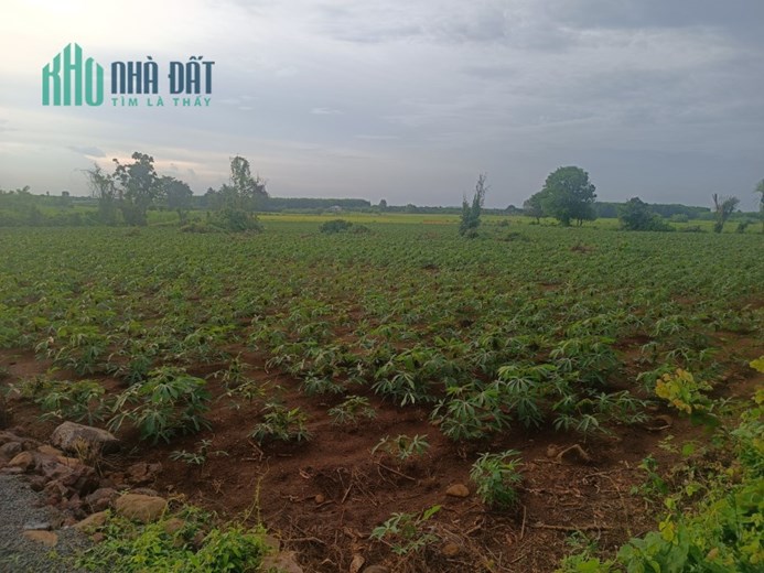 Chính chủ bán 6868m2 đất Phước Long Thọ, SHR chỉ 9.3 tỷ. Lh:0901757660