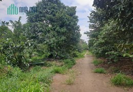 ĐẤT ĐẸP - GIÁ TỐT - Cần Bán Đất Vườn Trồng Sầu Riêng Tại Huyện Cai Lậy, Tiền Giang