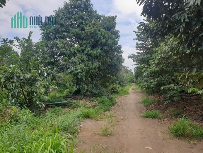 ĐẤT ĐẸP - GIÁ TỐT - Cần Bán Đất Vườn Trồng Sầu Riêng Tại Huyện Cai Lậy, Tiền Giang