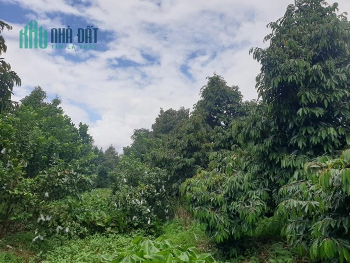 ĐẤT ĐẸP - GIÁ TỐT - Cần Bán Đất Vườn Trồng Sầu Riêng Tại Huyện Cai Lậy, Tiền Giang