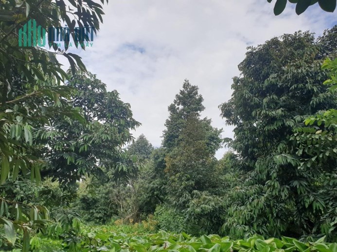 ĐẤT ĐẸP - GIÁ TỐT - Cần Bán Đất Vườn Trồng Sầu Riêng Tại Huyện Cai Lậy, Tiền Giang