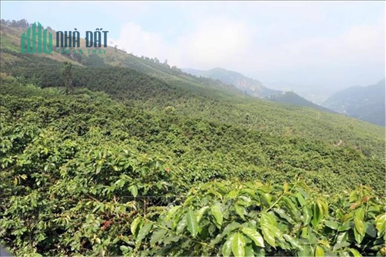 Bán vườn cà phê Lộc Bảo, Bảo Lâm, Lâm Đồng: 16.000 m2 chỉ hơn 4 tỷ.