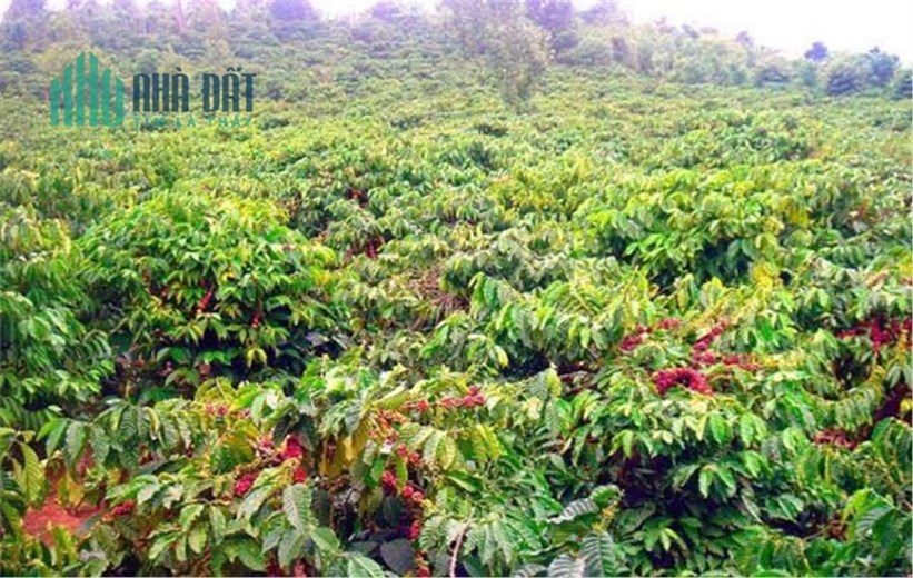 Bán vườn cà phê Lộc Bảo, Bảo Lâm, Lâm Đồng: 16.000 m2 chỉ hơn 4 tỷ.