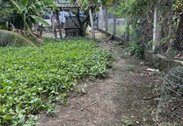 Chủ cần tiền nên cần bán mảnh đất tâm quyết của ông bà.