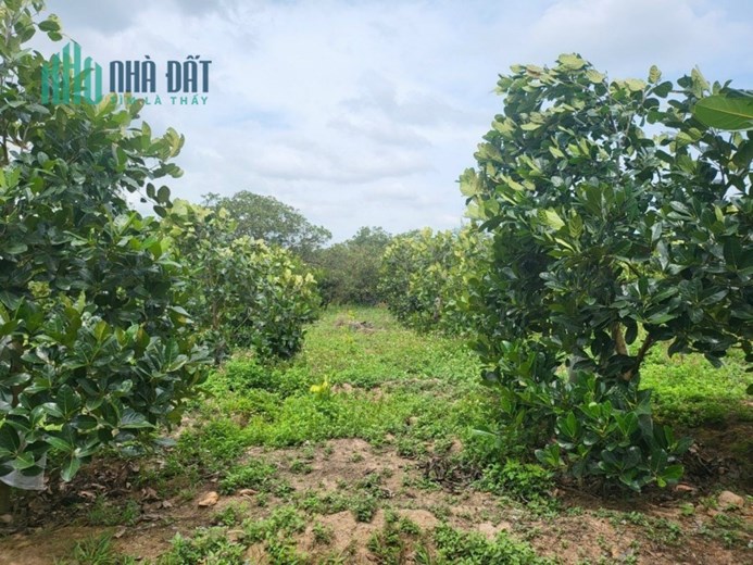 Vườn trái cây siêu đẹp tại Cư ÊWi – Cư Kuin – Đăk Lăk