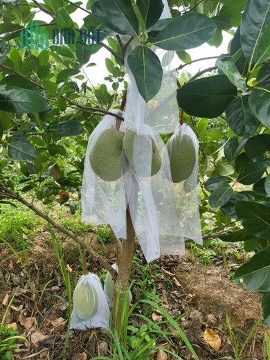 Vườn trái cây siêu đẹp tại Cư ÊWi – Cư Kuin – Đăk Lăk