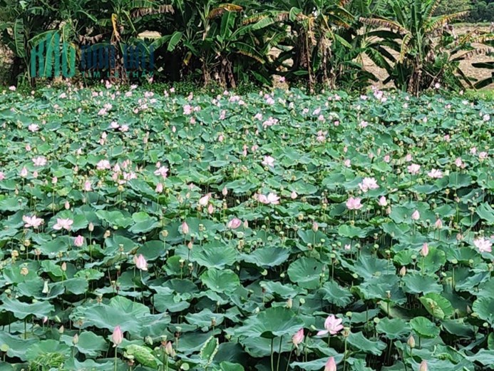 ĐẤT ĐẸP - ĐƯỜNG Ô TÔ - MẶT TIỀN RỘNG - Ở SƯỚNG - GIÁ RẺ - ĐẦU TƯ GIỮ TIỀN. giá 930 tr
