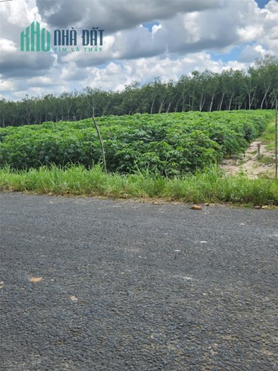 ĐẤT ĐẸP - GIÁ TỐT - Cần Bán Lô Đất Vị Trí Đắc Địa Tại Huyện Tân Biên, Tây Ninh