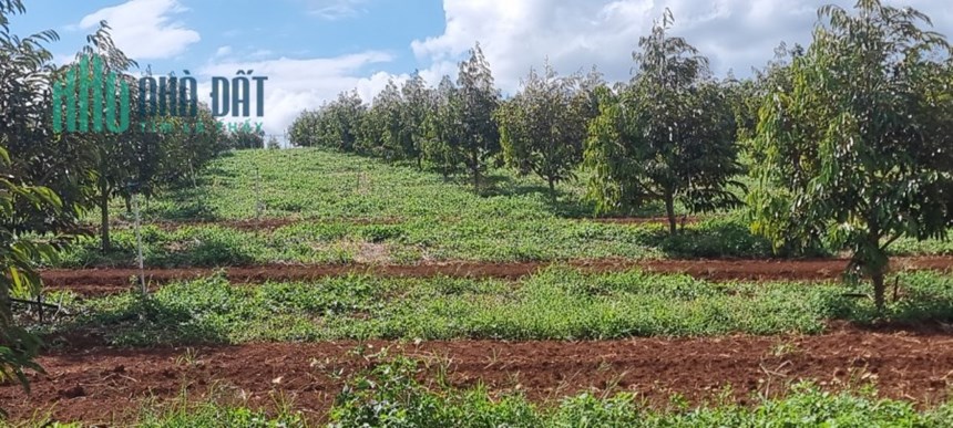 ĐẤT ĐẸP - GIÁ TỐT - Cần Bán Lô Đất Vị Trí Đắc Địa Tại Xã Liên Hà, Huyện Lâm Hà, Lâm Đồng