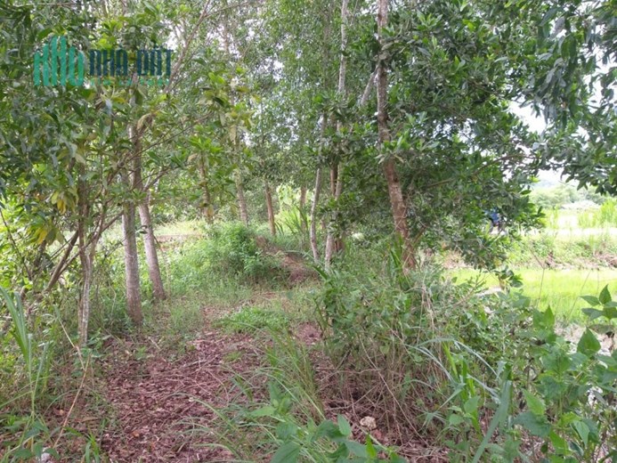 Chính Chủ Cần Bán Đất Huyện Tân Phú