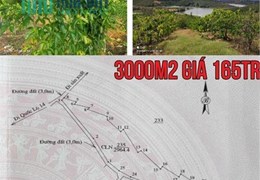 Cắt lỗ sâu lô đất trồng cây lâu năm gần 3000m2 view suối thuộc Đắk Hà, Kon Tum