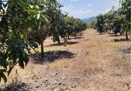 ĐẤT ĐẸP - GIÁ TỐT – Bán Gấp Lô Đất Tại Tại  xã Tân Phúc, Huyện Hàm Tân, Tỉnh Bình Thuận