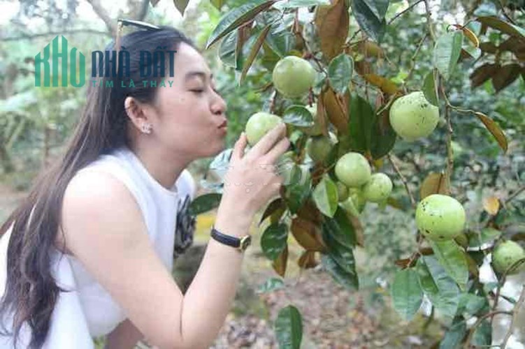 CHÍNH CHỦ BÁN NHÀ VƯỜN NGHỈ DƯỠNG MT SỔ HỒNG RIÊNG TT LONG AN