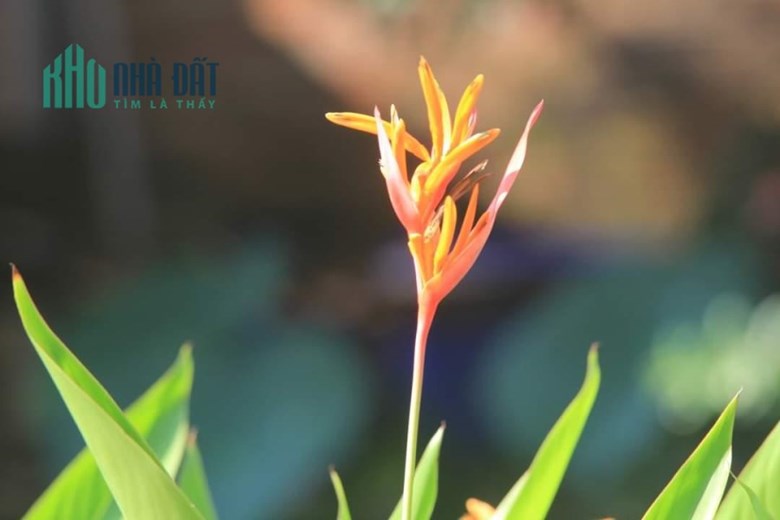 Bán nhà phố 93m đẹp chỉ xách vali vào ở Nguyễn Văn Đậu phường 5 Bình Thạnh