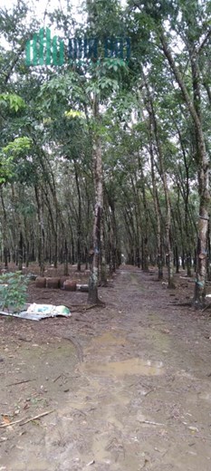 2,4 HA CAO SU, SẦU RIÊNG, CÓ NHÀ, CÓ AO, ĐIỆN NƯỚC ĐẦY ĐỦ, 7 TỈ