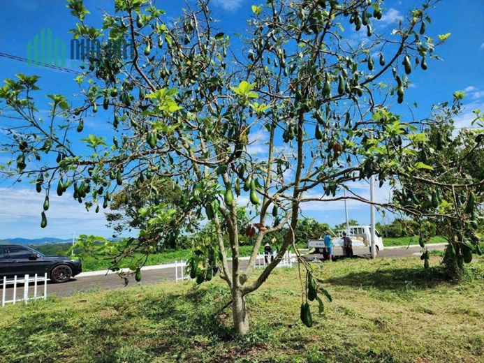 BÁN ĐẤT TRUNG TÂM BẢO LỘC GIÁ 525 TRIỆU
