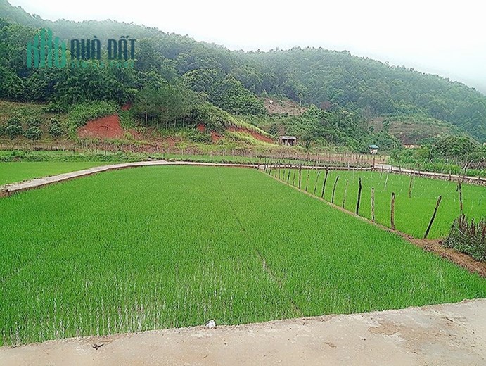 CHÍNH CHỦ CẦN BÁN ĐẤT NGHỈ DƯỠNG MỘC CHÂU-SƠN LA