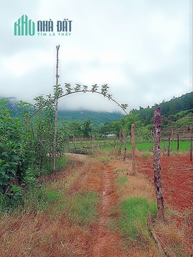 CHÍNH CHỦ CẦN BÁN ĐẤT NGHỈ DƯỠNG MỘC CHÂU-SƠN LA