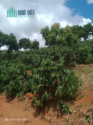 ĐẤT ĐẸP - GIÁ TỐT - Cần Bán Lô Đất Vị Trí Mặt Đường  Tại Xã Thuận An, Huyện Đắk Mil, Đắk Nông
