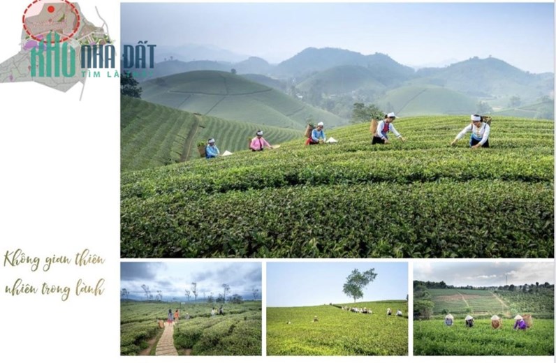 Bán cắt lỗ đất đấu giá dự án Bản Bon, Nghĩa Lộ, Yên Bái