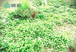 CHÍNH CHỦ BÁN LÔ ĐẤT GẦN 500M2 TẠI ĐƯỜNG SONG HÀNH QUẬN 2