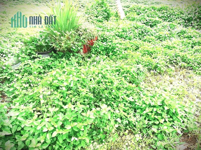 CHÍNH CHỦ BÁN LÔ ĐẤT GẦN 500M2 TẠI ĐƯỜNG SONG HÀNH QUẬN 2