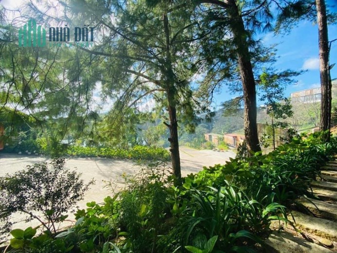 Cho thuê 9000m2 đất mặt tiền Khe Sanh Đà Lạt thích hợp mở homestay, cà phê, khu du lịch