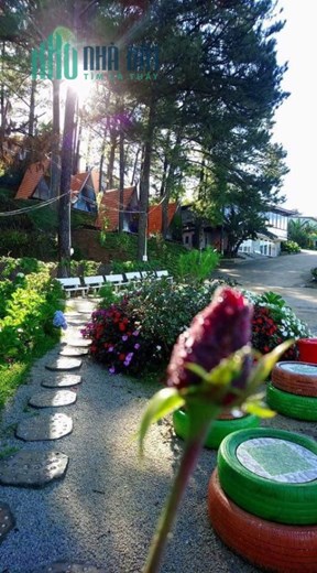 Cho thuê 9000m2 đất mặt tiền Khe Sanh Đà Lạt thích hợp mở homestay, cà phê, khu du lịch