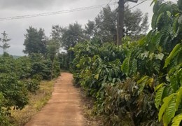 CẦN BÁN ĐẤT TẶNG NHÀ TẠI T6 XÃ NAM BÌNH , HUYỆN ĐĂK SONG , TỈNH ĐĂK NÔNG