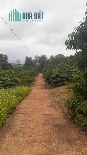 CẦN BÁN ĐẤT TẶNG NHÀ TẠI T6 XÃ NAM BÌNH , HUYỆN ĐĂK SONG , TỈNH ĐĂK NÔNG