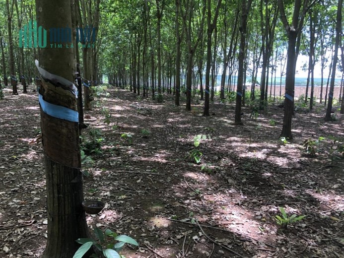 ĐẤT ĐẸP - GIÁ TỐT - Cần Bán Lô Đất Vị Trí Đắc Địa Tại Xã Tân Hoà, Đồng Phú , Bình Phước