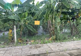 Cần bán gấp cái vườn trồng chuối