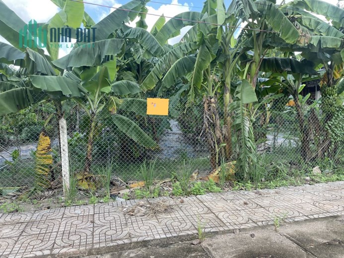 Cần bán gấp cái vườn trồng chuối