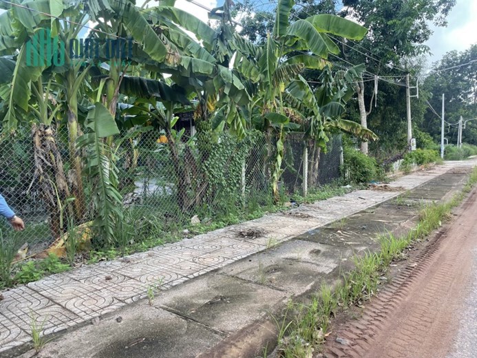 Cần bán gấp cái vườn trồng chuối