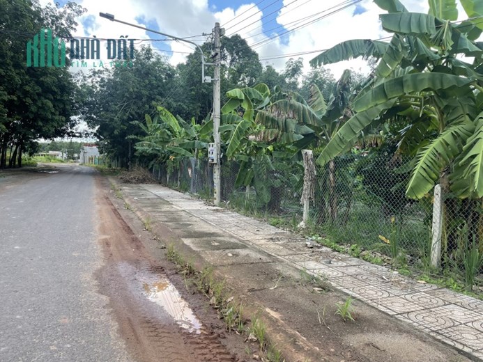 Cần bán gấp cái vườn trồng chuối