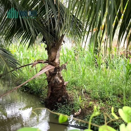 CHÍNH CHỦ BÁN ĐẤT SỔ HỒNG RIÊNG MT TRUNG TÂM CHÂU THÀNH-TIỀN GIANG