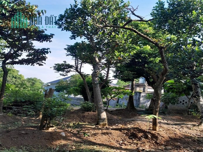 CẦN BÁN ĐẤT  ĐẸP GẦN ĐƯỜNG QL6 THỊ TRẤN XUÂN MAI, CHƯƠNG MỸ, HÀ NỘI