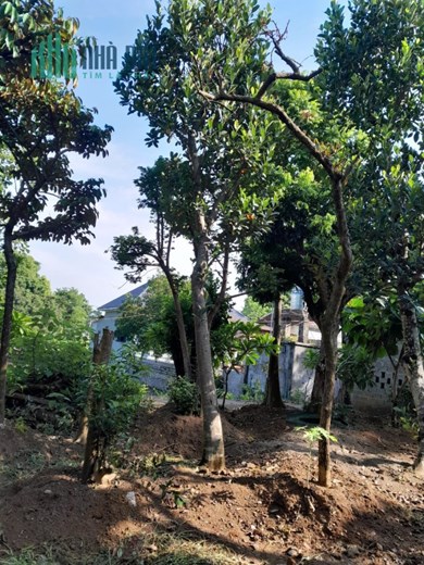 CẦN BÁN ĐẤT  ĐẸP GẦN ĐƯỜNG QL6 THỊ TRẤN XUÂN MAI, CHƯƠNG MỸ, HÀ NỘI