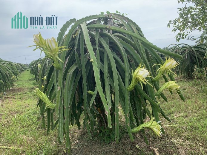 Bán 9180m2 đất xã Hàm Thạnh Bình Thuận. SHR 170tr/1000m2. Lh:0903897768.