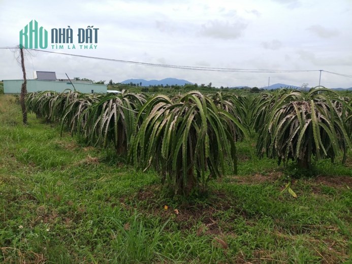 Bán 9180m2 đất xã Hàm Thạnh Bình Thuận. SHR 170tr/1000m2. Lh:0903897768.