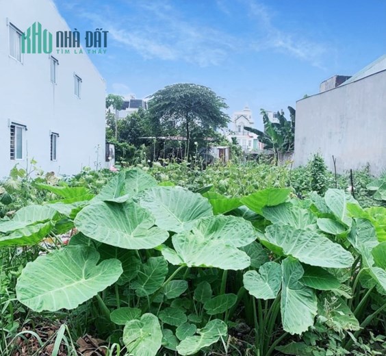 Bán Đất HXH TX24 Thổ Cư  Thạnh Xuân Q12 104M2 nhỉnh 3Tỷ8