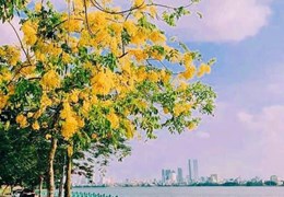 VIP ! nhà mặt phố nghi tàm tây hồ ô tô kinh doanh nhỉnh 25 tỷ 147m 6T.