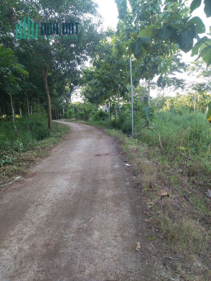 Chính Chủ Cần Bán Lô Đất Nền Trục Đường Chính Thanh Hương – Bình Phước – Giá Rẻ.