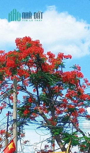 Bán nhà cấp 4  có dãy trọ đường số 4 Linh Trung Thủ Đức . giá hơn 7 ty
