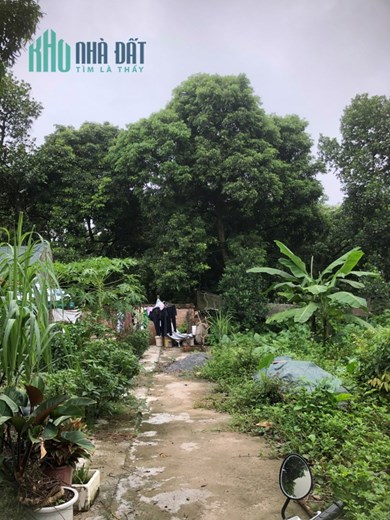 8xx triệu - 41.5m Đất Phượng đồng - phụng châu - chương Mỹ .1 Lô duy nhất nhanh thì còn rất hợp lý