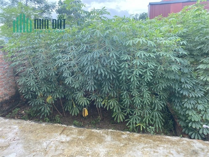 Chỉ 6xxtr có ngay 82m Cộng Hòa - Phù Linh - Sóc Sơn. Đường 4m. Sổ sẵn giao dịch.