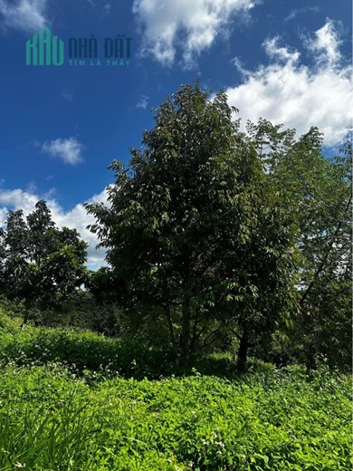 ĐẤT ĐẸP - GIÁ TỐT - Cần Bán Lô Đất Vị Trí Đắc Địa Tại Huyện Bảo Lâm, Lâm Đồng